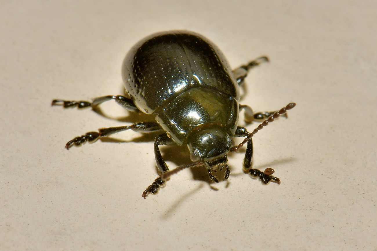 Chrysomelidae: Chrysolina oricalcia? S.